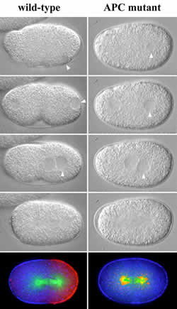 Series of microscopic images comparing wild-type and APC mutant roundworm sperm DNA