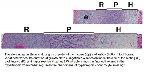 Cooper Figure 1