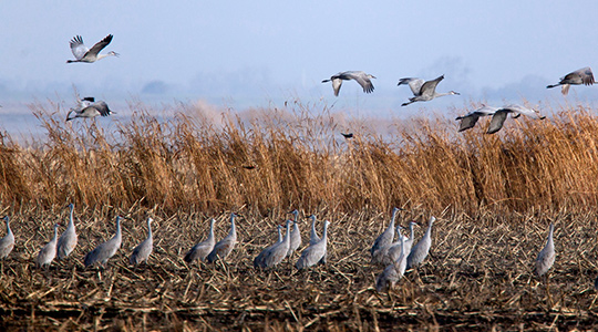 4 of 4, Cranes flying and standing in corn on Staten Island