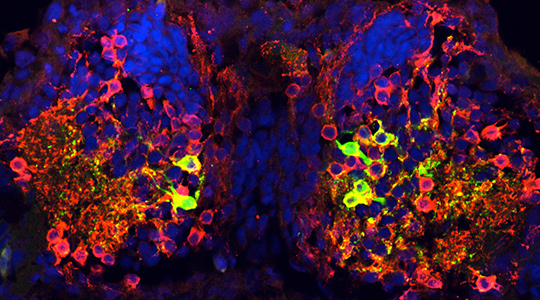 1 of 4, Development - cellular plastic circuits